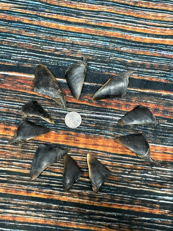 10 Real Deer Hooves Foot Native American Beads Art Craft Supply Witchcraft Jewelry Taxidermy Voodoo Antler