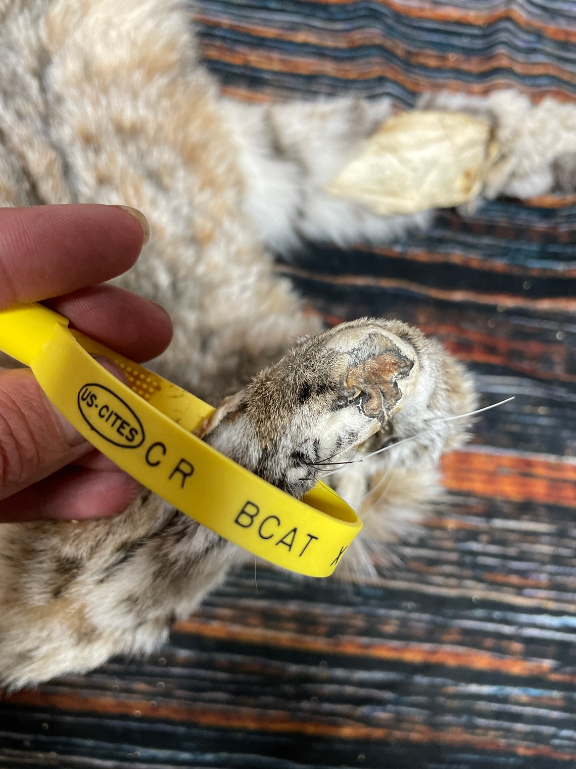 Real South Dakota tanned bobcat fur hide with feet she shed Etsy