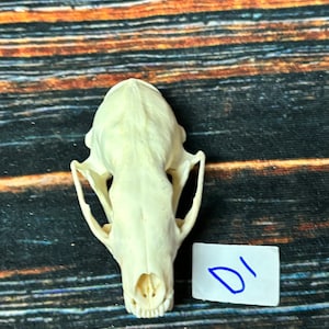 Real Female Fisher Skull bone Animal Mount Odd Unique Christmas Gift Western Cabin Man Cave Decor Craft Art supply collection educational