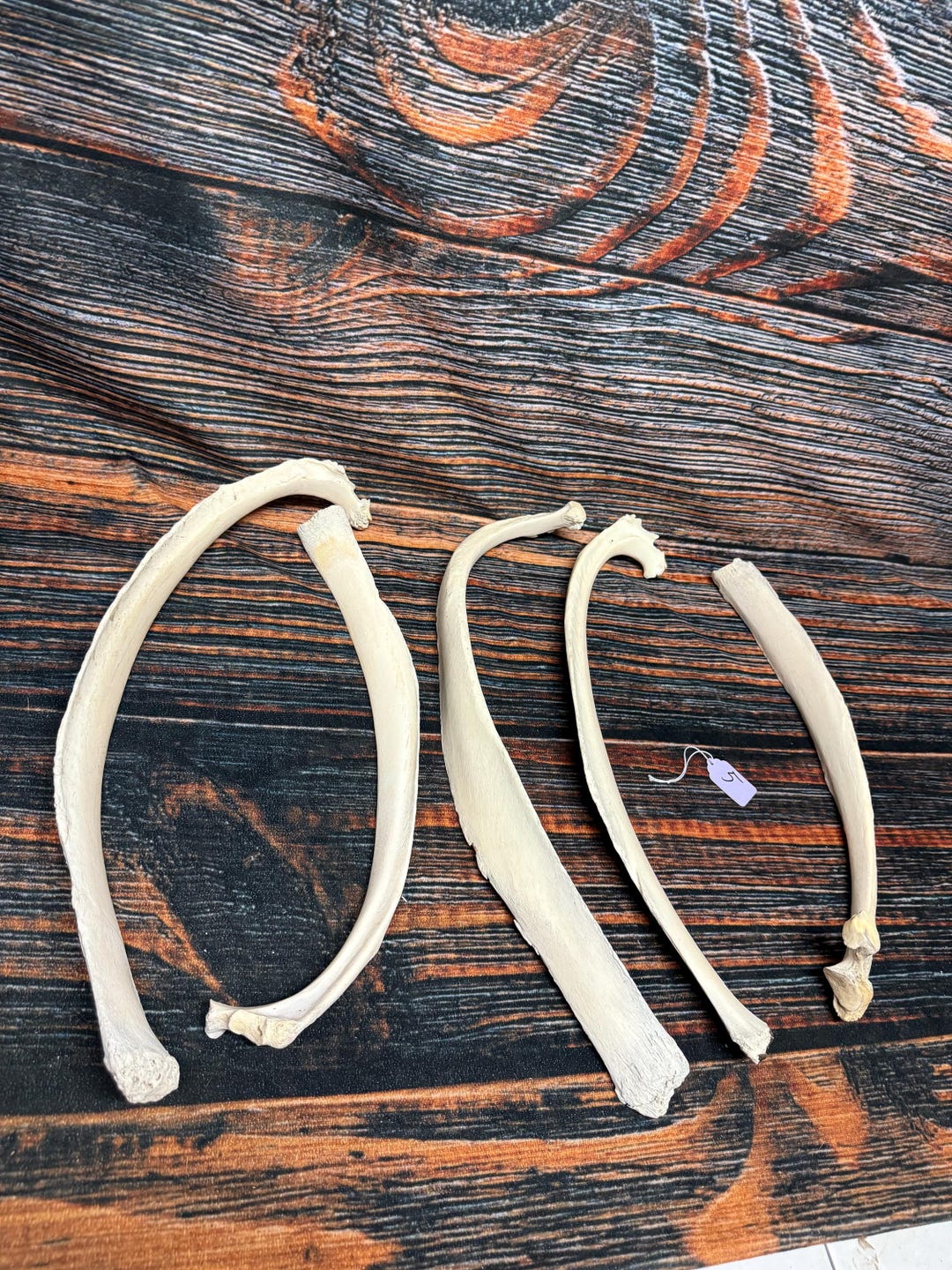 5 Real Animal Rib Bones Herbivore Cow Bision Halloween Gothic Voodoo ...