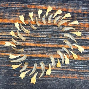 May include: A collection of animal claws arranged in a circular pattern. The claws vary in size and color, with shades of tan, brown, and off-white. The background is a textured surface with orange and brown tones.