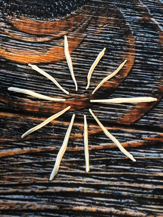 10 Real Coyote Baculum Penis bone Unique Christmas Odd Gag Gift toothpick dick Art Craft Supply Man Cave Decoration Jewelry bead natural