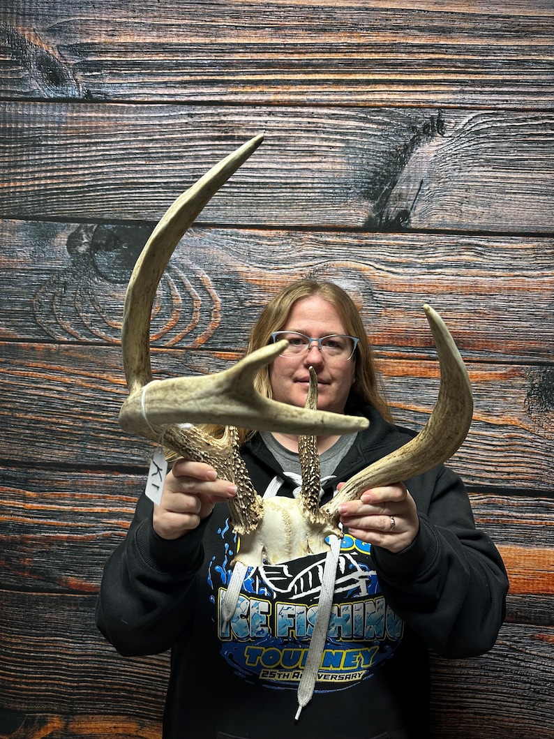 Trophy Freak Wild 6 Point Whitetail Deer Rack Odd Antler Rare Mount ...