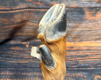 1 Straight ELK Foot cured knife cane handle Gun Rack Witch craft Animal Mount antler Art Craft supplies voodoo gothic renaissance festival