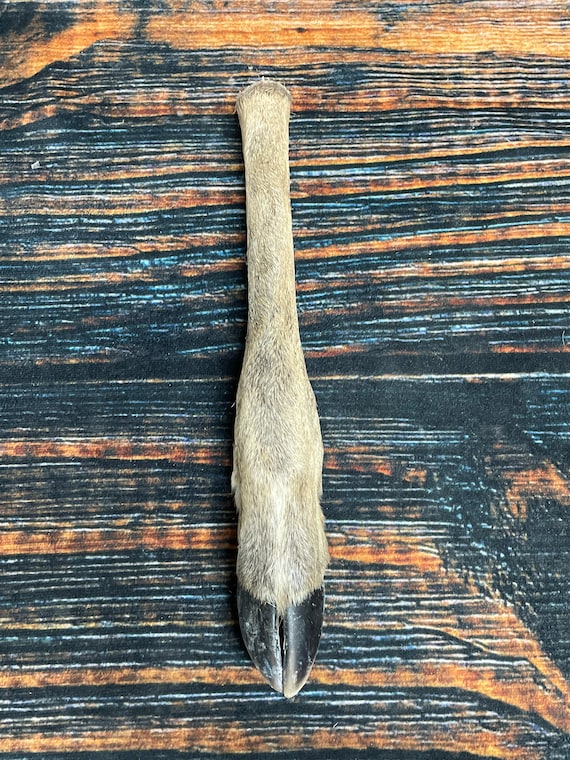 1 Straight Deer foot cured knife cane handle Gun Rack Witch craft Animal Mount antler Art supplies voodoo gothic renaissance festival feet