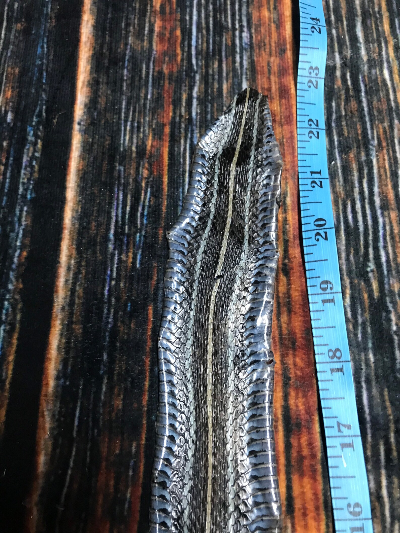 extra large snake hide extra large snake hide
