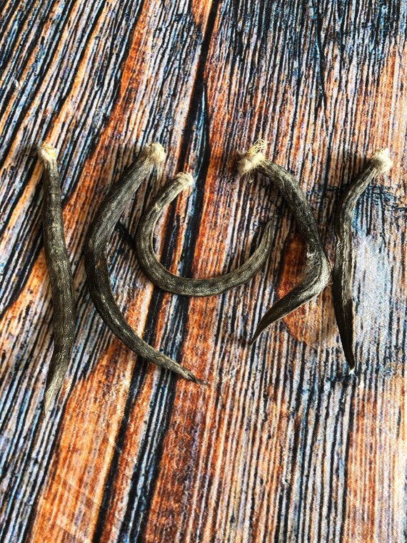 5 real muskrat Tails cured Witchcraft Voodoo Spell Skull taxidermy mount repair Craft Art Supply oddity Halloween Decore weird Unique