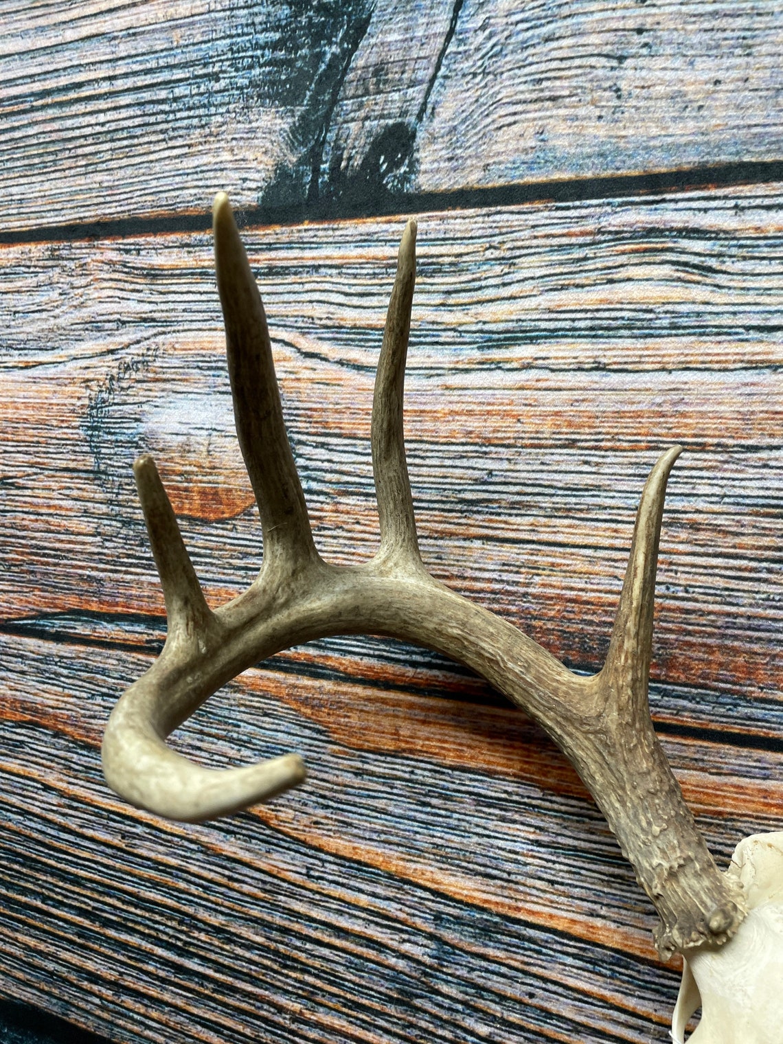 Wild 10 Point Whitetail Deer Rack Antler real Animal Mount Etsy