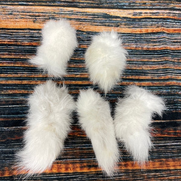 5 real jackrabbit Tails cured Witchcraft Voodoo Spell Skull taxidermy mount repair Craft Art Supply oddity Decor weird Unique fly fishing