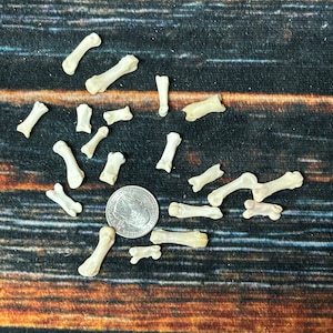 May include: A collection of small, white, bone-like objects scattered on a wooden surface. A US quarter is included for scale.