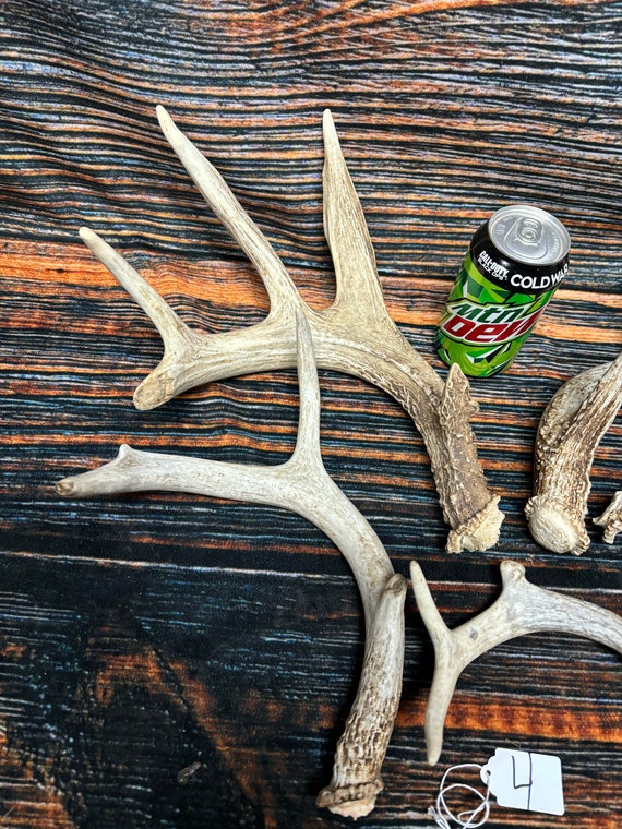 5 Wild Whitetail Deer Shed Antler Unique Christmas Gift Man Cave