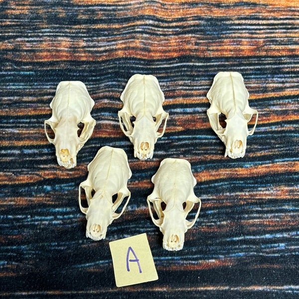 5 Real Mink Skulls Mount Unique Christmas Gift man cave Cabin Western Decor Oddity gothic witchcraft renaissance festival voodoo art craft