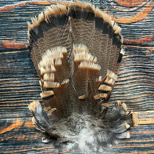 Merriams Turkey Fan Etsy