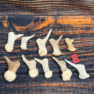 May include: Ten individual pieces of natural deer antler, each featuring a textured surface and a distinct base. The pieces vary in size and shape, ranging from light beige to tan in color. A small red square tag with the handwritten number 2 is included.