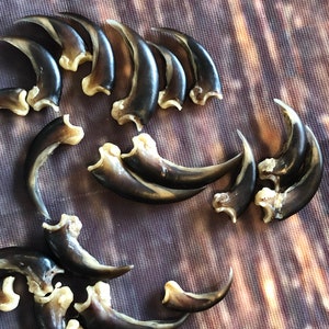 20 real Porcupine claws toe bone MOUNTAIN man art craft supplies skull Jewelry Earring Gothic Voodoo unique Christmas Gift BEAD animal mount