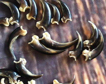 20 real Porcupine claws toe bone MOUNTAIN man art craft supplies skull Jewelry Earring Gothic Voodoo unique Christmas Gift BEAD animal mount