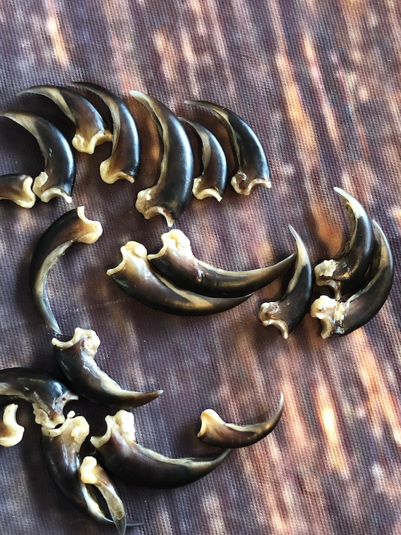 20 real Porcupine claws toe bone MOUNTAIN man art craft supplies skull Jewelry Earring Gothic Voodoo unique Christmas Gift BEAD animal mount