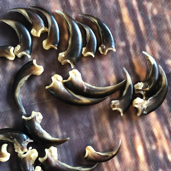 20 real Porcupine claws toe bone MOUNTAIN man art craft supplies skull Jewelry Earring Gothic Voodoo unique Christmas Gift BEAD animal mount