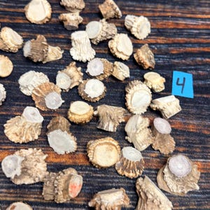 May include: A collection of small, cut deer antler burr pieces with textured, brown, and tan outer surfaces and smooth, light-colored cross-sections. A small blue square paper tag with the handwritten number 4 is visible among the pieces.