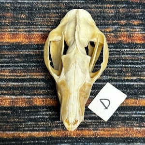 Real Opossum Skull bone Animal Mount Odd Unique Christmas Gift Western Cabin Man Cave Decor Craft Art supply collection educational