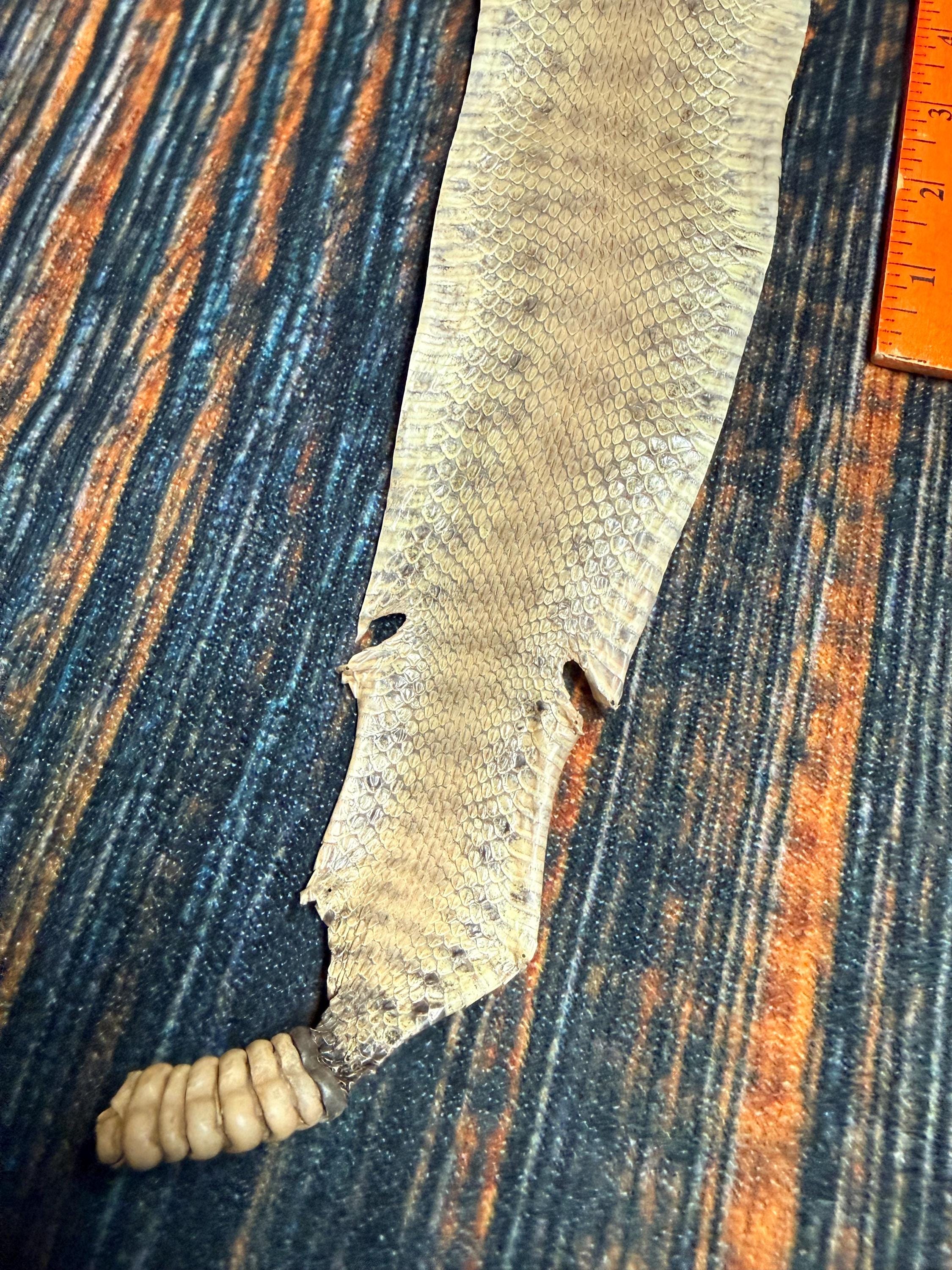 REAL Rattlesnake Skin Prairie Rattler Hide Dry Tanned Bow Wrap Blank ...