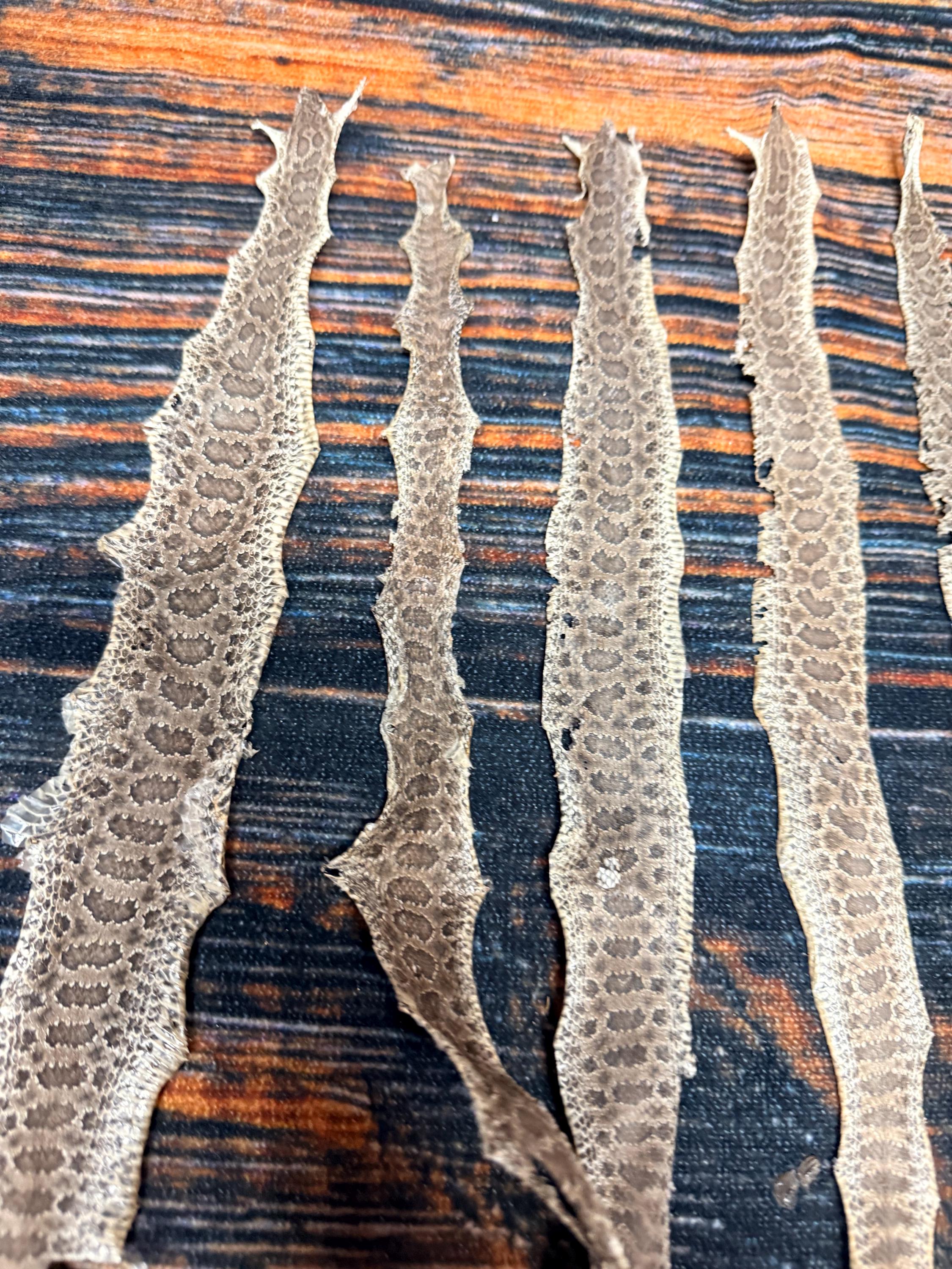 16 REAL Rattlesnake Skins Prairie Rattler Hide Dry Tanned Bow Wrap Art ...