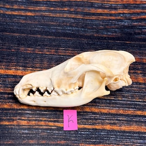 May include: An off-white animal skull shown in profile, featuring a prominent snout, visible teeth, and a complex cranial structure. A small, rectangular pink tag is positioned below the skull, displaying the handwritten black character K.