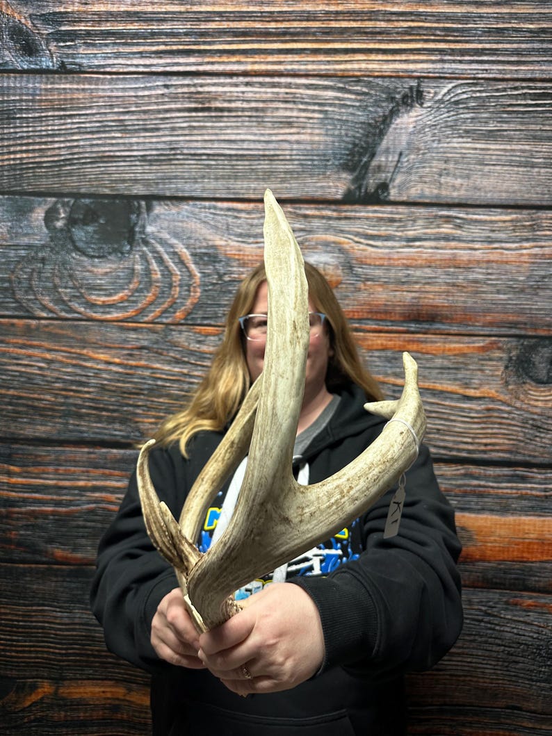 Trophy Freak Wild 6 Point Whitetail Deer Rack Odd Antler Rare Mount ...