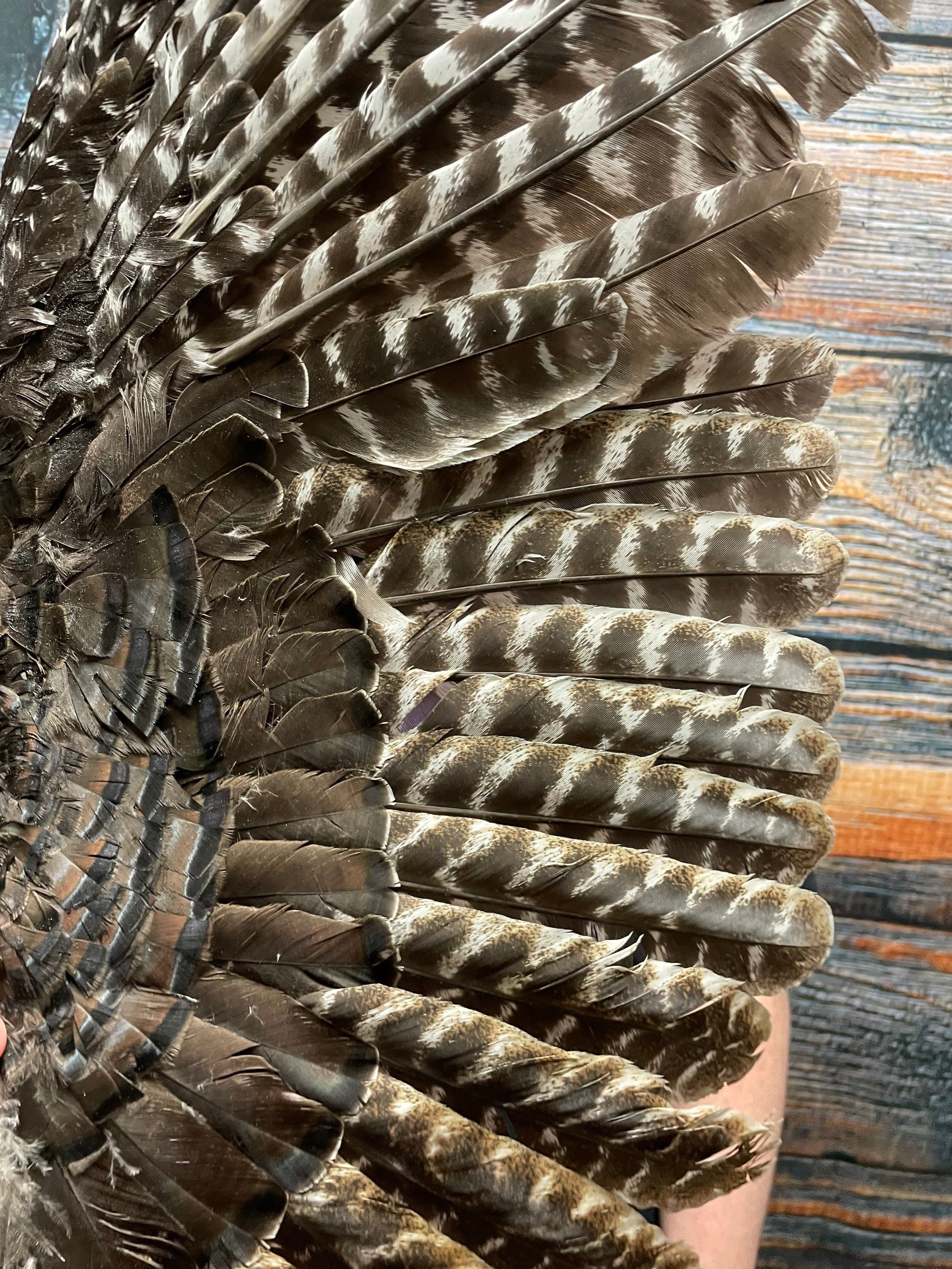 1 Wild Turkey wing Single feathers millinery art fan Bustle | Etsy