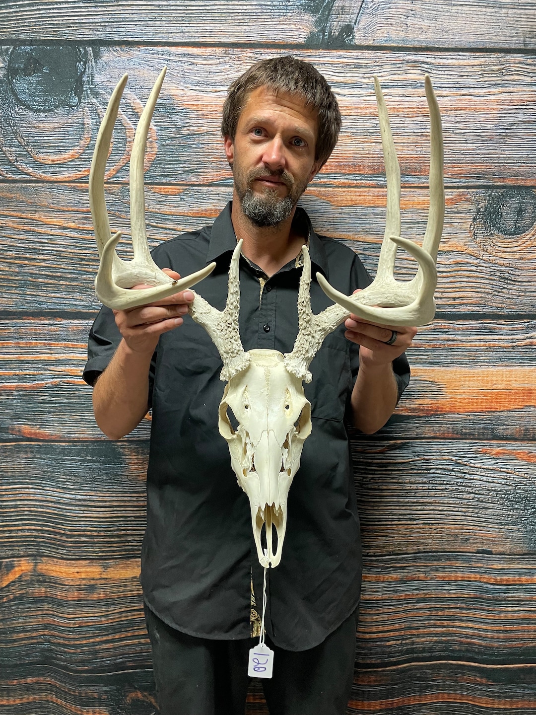 Trophy Wild 10 Point Whitetail Deer Shed Antler Rattling Horn Etsy