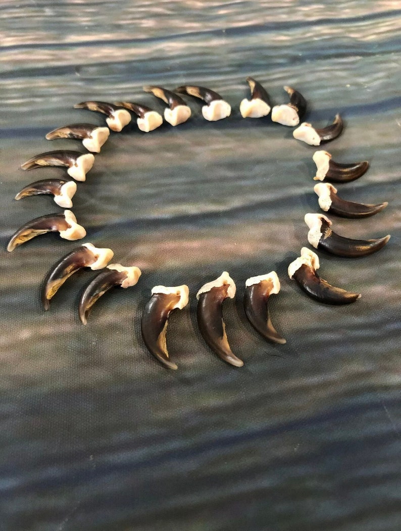 May include: A collection of 20 brown and white animal claws arranged in a circle on a blue and gray textured surface.