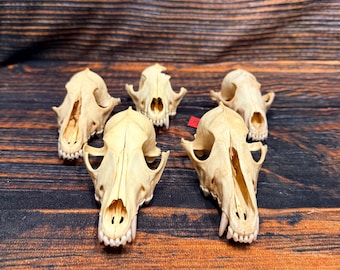 5 Real Coyote Skull tops heads bone educational model garden decor taxidermy mount oddity witchcraft art craft supplies collection odd