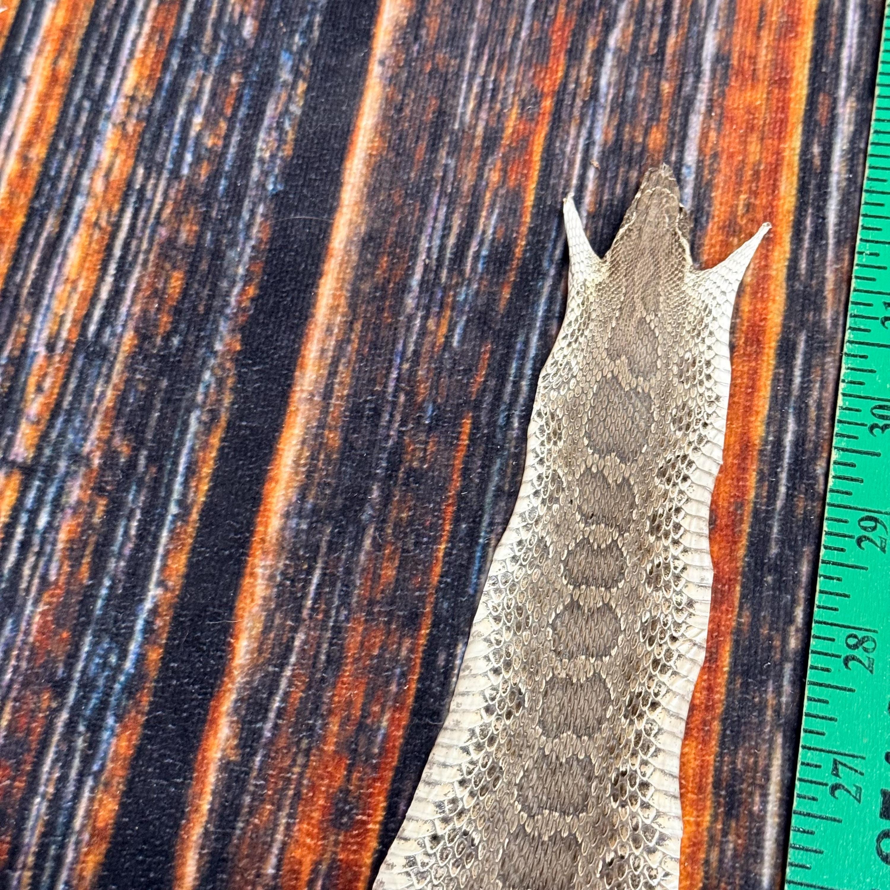 REAL Rattlesnake Skin Prairie Rattler Hide Dry Tanned Bow Wrap Blank ...