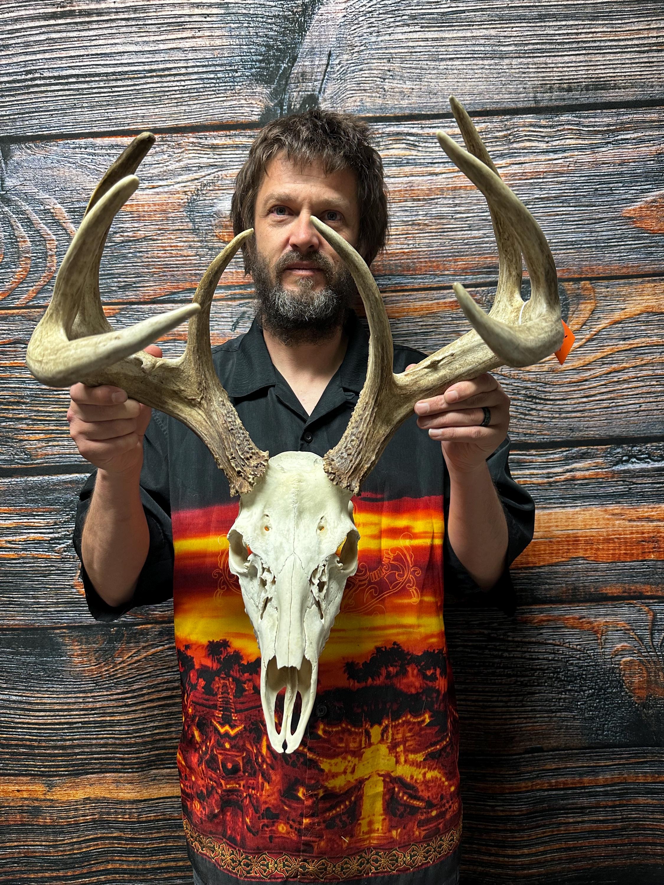 Trophy Huge Wild 8 Point Whitetail Deer Skull Antler Mount Horn