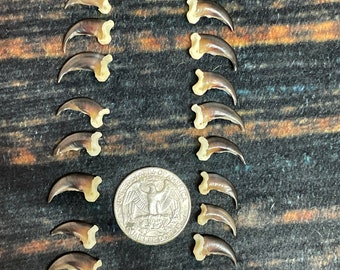 20 Real TINY Coyote Claws Mountain Man Witch Craft Steampunk odd Renaissance Gothic Art Supply Jewelry bead