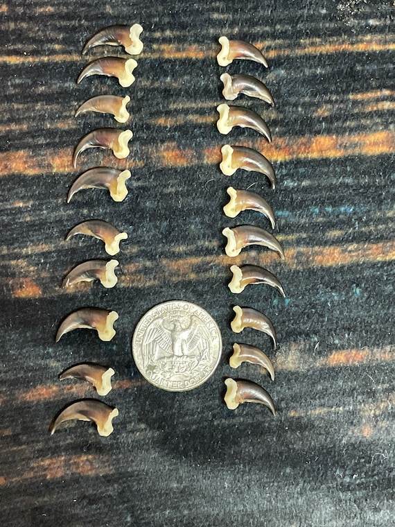 20 Real TINY Coyote Claws Mountain Man Witch Craft Steampunk odd Renaissance Gothic Art Supply Jewelry bead