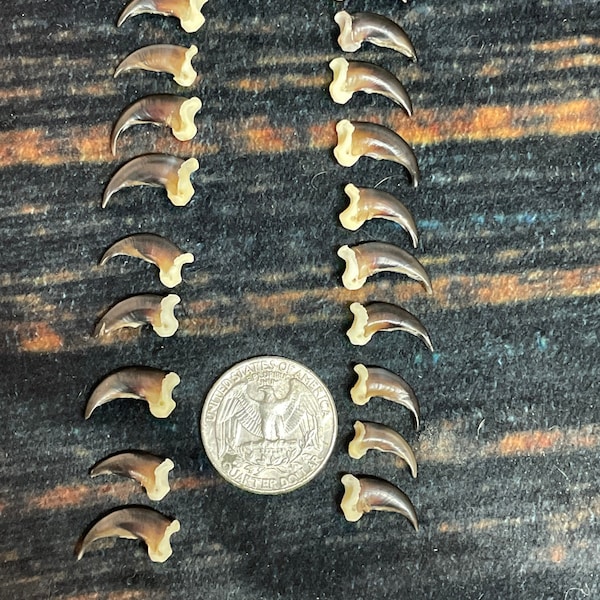 20 vraies petites griffes de coyote homme de montagne sorcière artisanat Steampunk étrange Renaissance art gothique approvisionnement bijoux perle