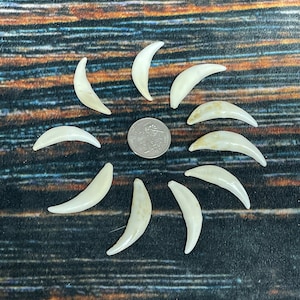 May include: A collection of ten off-white, curved objects, possibly teeth or claws, arranged in a circular pattern around a coin. The objects have a smooth, polished appearance and are set against a dark, textured background.
