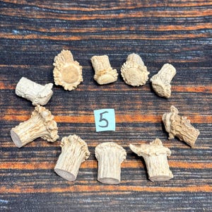 May include: Ten small, light brown, textured antler segments arranged in a circle. Each piece features a rough, porous top surface and a smooth, flat-cut base. A small, light blue square paper with the handwritten black number 5 sits in the center.