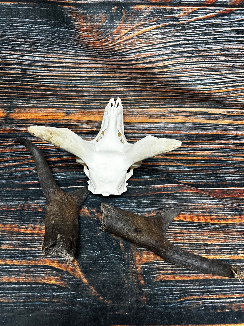 Trophy Pronghorn Antelope Skull Antler Mount Horn Head Unique Christmas Gift western man cave cabin decoration taxidermy art craft buck image 7