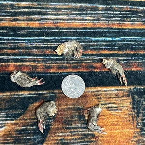 May include: Five small, gray, furry animal paws with claws. The paws are arranged in a circle around a silver US quarter.