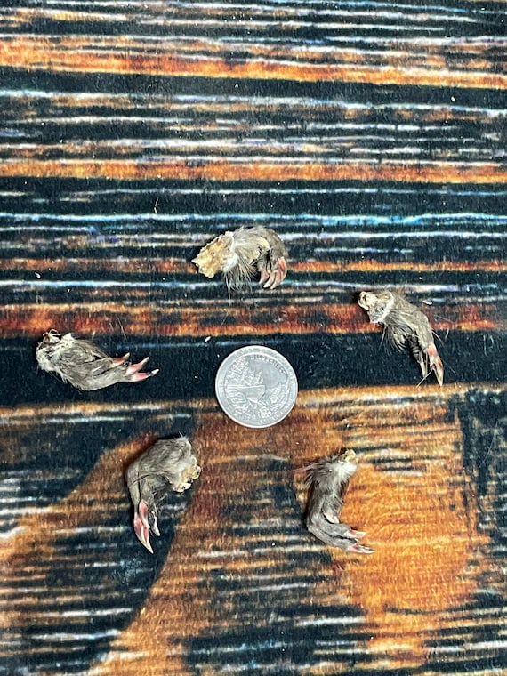 5 Real muskrat feet cured Taxidermy mount repair Witchcraft Voodoo Spell taxidermy oddity Renaissance Craft Art educational model animal odd