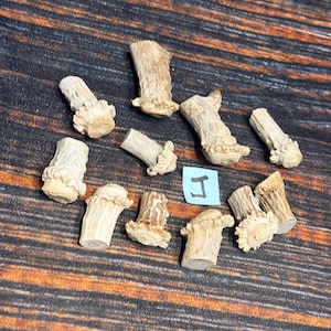 May include: A collection of eleven small, light brown deer antler tips with textured, ridged surfaces and rounded, porous bases. A small, light blue square paper scrap with the handwritten black letter J is positioned among the antler pieces.