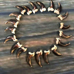 May include: A collection of 18 brown and white animal claws arranged in a circle on a textured gray surface.