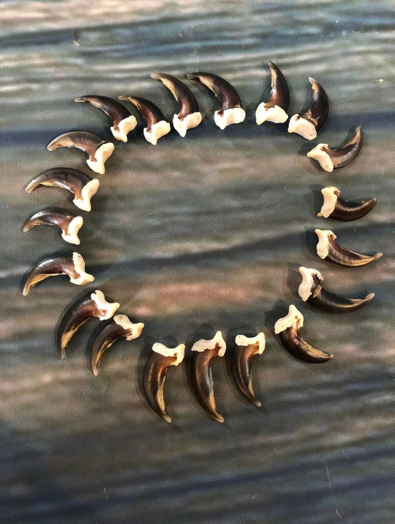 May include: A collection of 18 brown and white animal claws arranged in a circle on a textured gray surface.