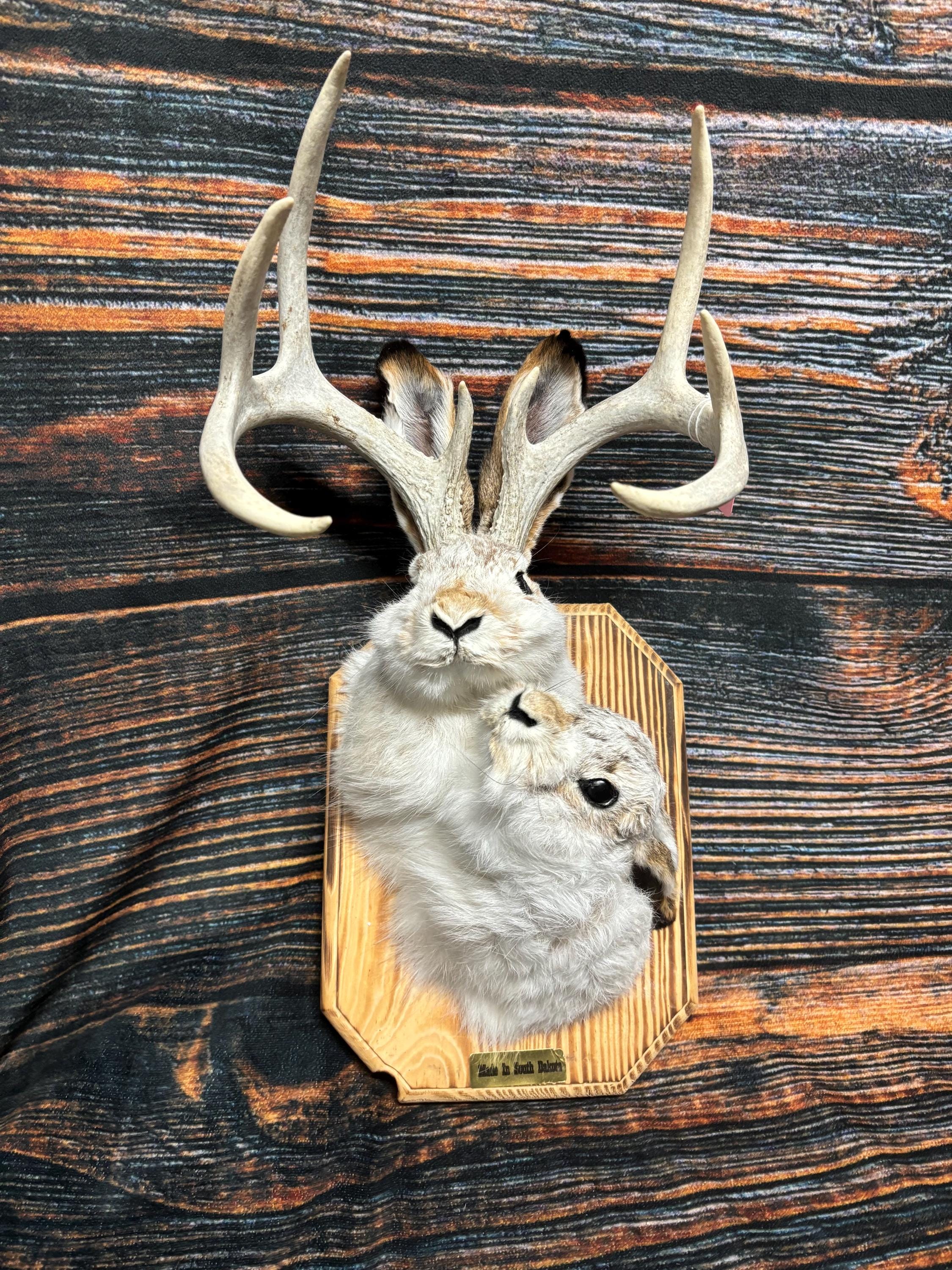 Deerヘッド Amazon.com: Zeckos 12 Point Buck Deer Head Bust Resin Wall