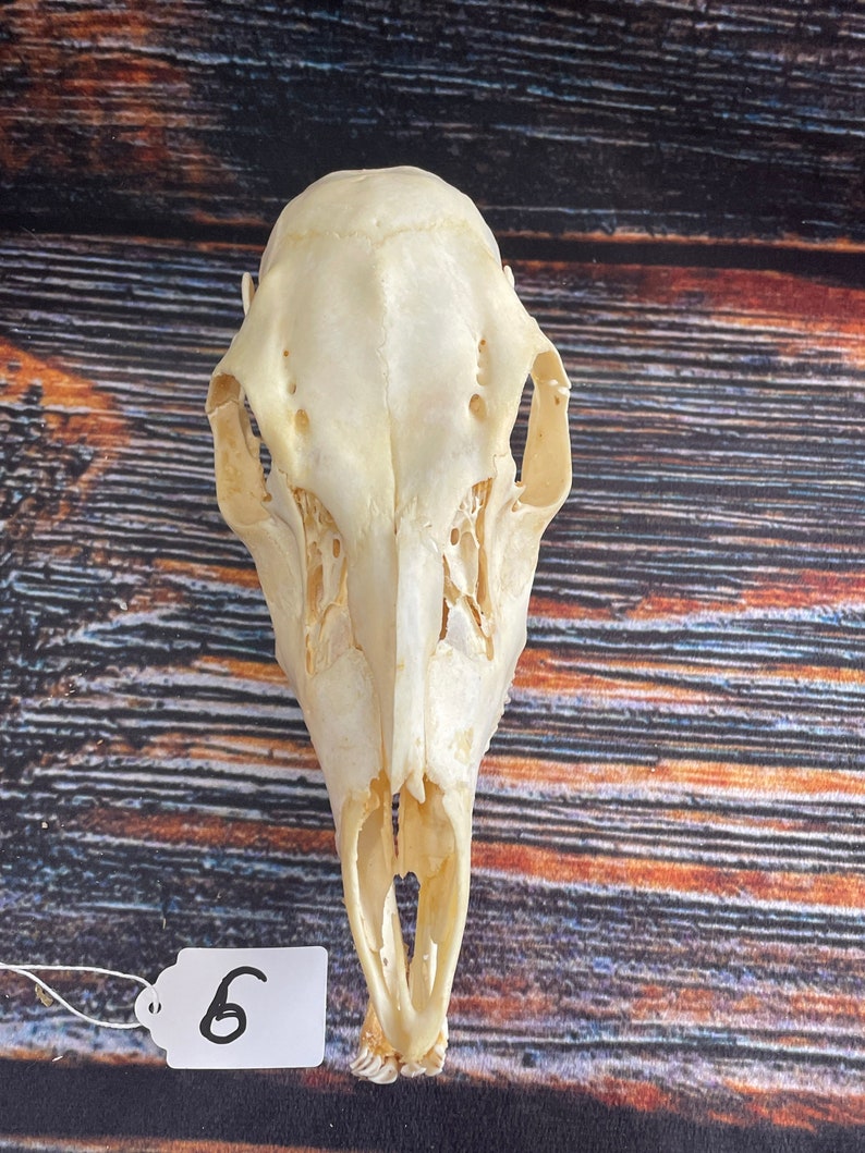 10 Real Bobcat Claws Toes Bone Art Craft Animal Mount Jewelry Choker Skull Ring 10 Real Bobcat Claws Toes Bone Art Craft Animal Mount Jewelry Choker Skull Ring