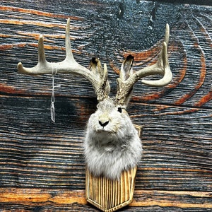 Unique South Dakota jackalope odd mount animal decoration western man cave she shed log cabin decor art craft animal deer antler horn rabbit