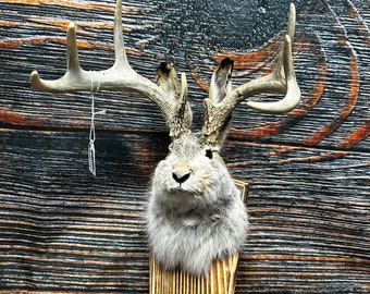 Unique South Dakota jackalope odd mount animal decoration western man cave she shed log cabin decor art craft animal deer antler horn rabbit