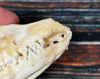 20 Real Blonde Coyote Claws | 5/8" To 1 1/4" Long | For Jewelry Making, Gothic Crafts, Taxidermy, Voodoo & Bone Art Projects